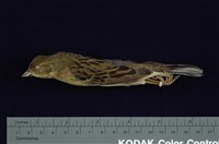 藏品(黑臉鵐)的圖片